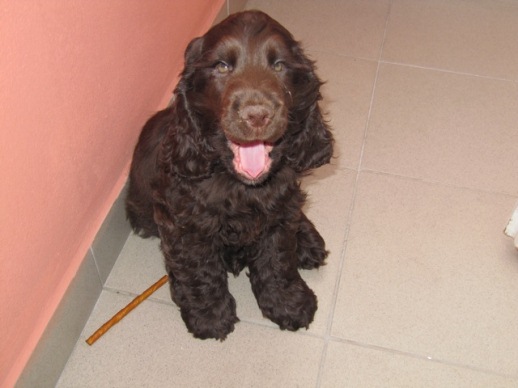 gino