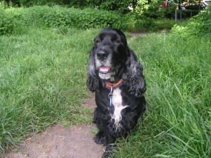 Boris