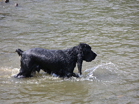 Boris