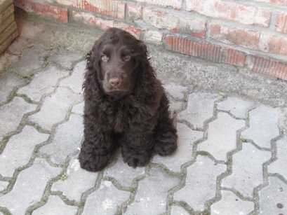 gino