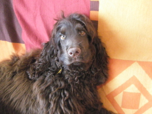 gino